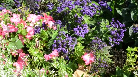 Stock Video Lots Of Beautiful Flowers Animated Wallpaper - Free Live Wallpaper
