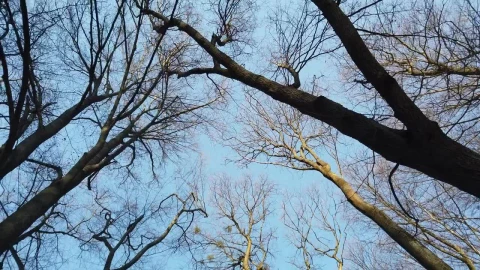 Stock Video Looking Up Through Empty Tree Branches Animated Wallpaper - Free Live Wallpaper