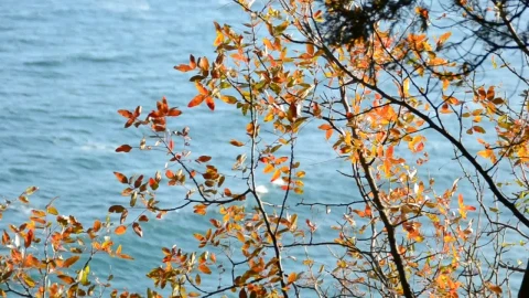 Stock Video Looking Down Upon The Ocean Animated Wallpaper - Free Live Wallpaper