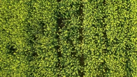 Stock Video Looking Down Over Thick Crops Animated Wallpaper - Free Live Wallpaper