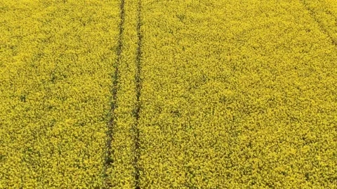 Stock Video Looking Down Over Crops Animated Wallpaper - Free Live Wallpaper