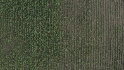 Stock Video Looking Down Over A Corn Field Animated Wallpaper - Free Live Wallpaper