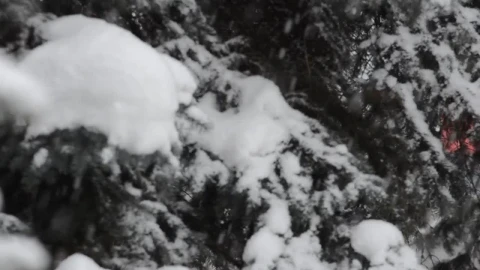 Stock Video Looking Around As Heavy Snow Falls Animated Wallpaper - Free Live Wallpaper