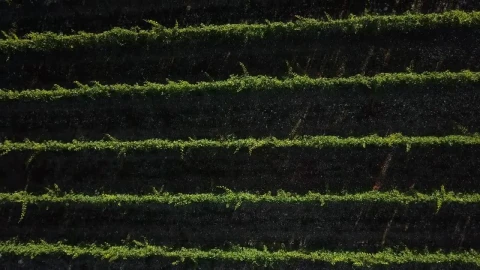 Stock Video Long Vineyard Lines Animated Wallpaper - Free Live Wallpaper