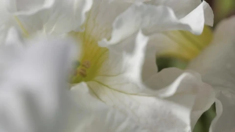 Stock Video Lilac Sprayed With Focus On Its Details Animated Wallpaper - Free Live Wallpaper