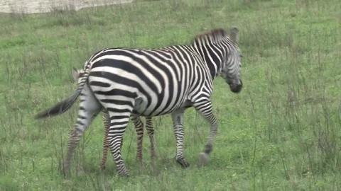 Stock Video Mother And Baby Zebra On A Green Valle Animated Wallpaper - Free Live Wallpaper