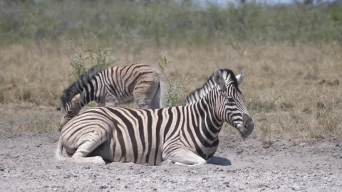 Stock Video Mother And Baby Zebra On A Dry Savann Animated Wallpaper - Free Live Wallpaper