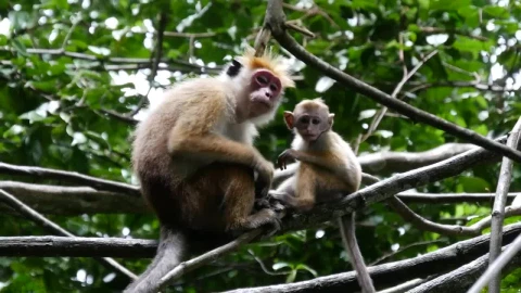 Stock Video Mother And Baby Monkey In The Fores Animated Wallpaper - Free Live Wallpaper