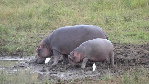 Stock Video Mother And Baby Hippo Eating Near A Water Pon Animated Wallpaper - Free Live Wallpaper