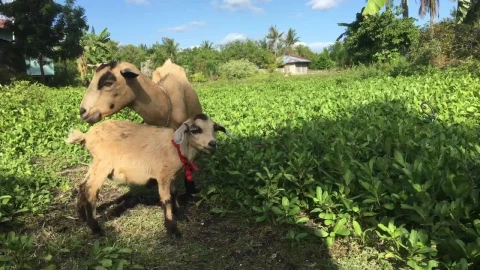 Stock Video Mother And Baby Goat Grazing In The Far Animated Wallpaper - Free Live Wallpaper