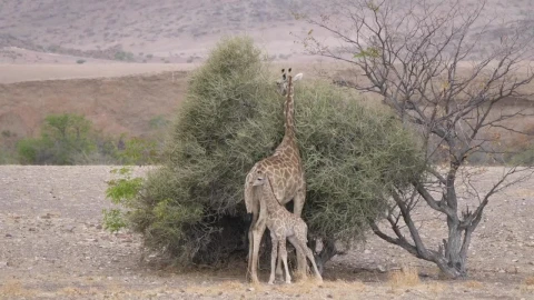 Stock Video Mother And Baby Giraffe Around A Bush On A Dr Animated Wallpaper - Free Live Wallpaper