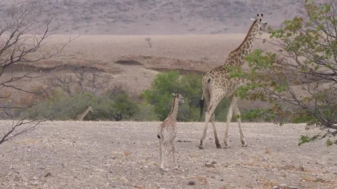 Stock Video Mother And A Baby Giraffe Walk On A Dry Savann Animated Wallpaper - Free Live Wallpaper