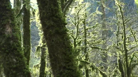Stock Video Mossy Trees In A Mystic Fores Animated Wallpaper - Free Live Wallpaper
