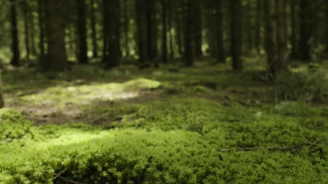 Stock Video Mossy Forest Floo Animated Wallpaper - Free Live Wallpaper