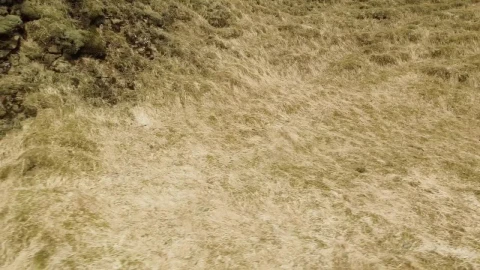 Stock Video Moss Covered Rocks By A Rive Animated Wallpaper - Free Live Wallpaper