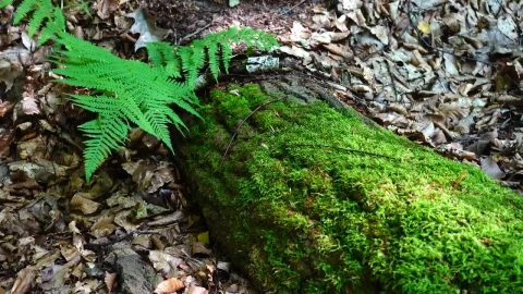 Stock Video Moss Growing On A Fallen Tre Animated Wallpaper - Free Live Wallpaper