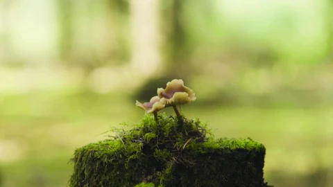 Stock Video Moss Covered Mushroom Animated Wallpaper - Free Live Wallpaper