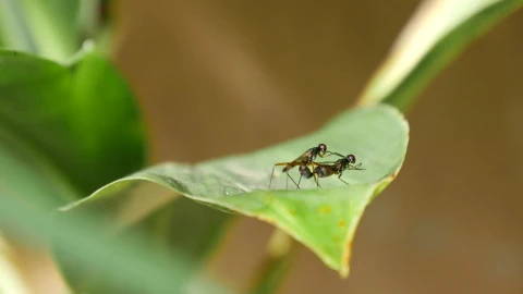 Stock Video Mosquitos Mating On A Green Lea Animated Wallpaper - Free Live Wallpaper