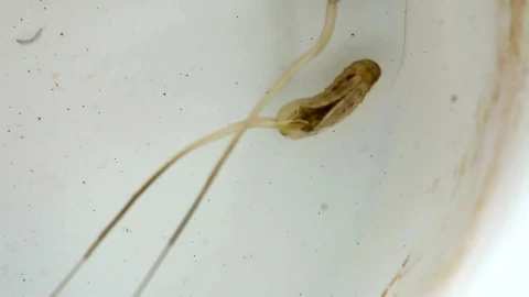 Stock Video Mosquito Larva On Wate Animated Wallpaper - Free Live Wallpaper
