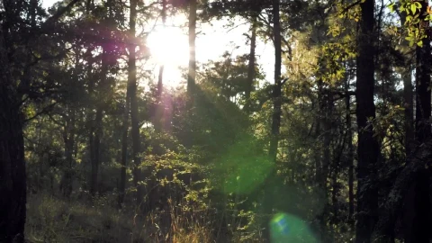 Stock Video Morning Training In The Fores Animated Wallpaper - Free Live Wallpaper