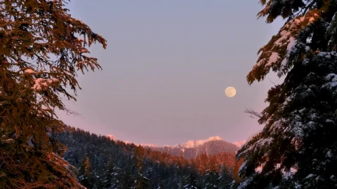 Stock Video Moon In The Sky A Snowy Fores Animated Wallpaper - Free Live Wallpaper