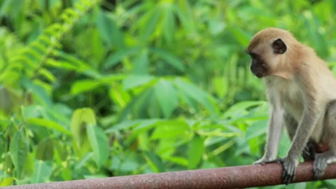 Stock Video Monkeys In The Wil Animated Wallpaper - Free Live Wallpaper