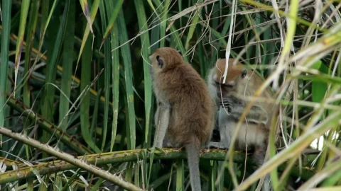 Stock Video Monkeys Grooming In The Wil Animated Wallpaper - Free Live Wallpaper