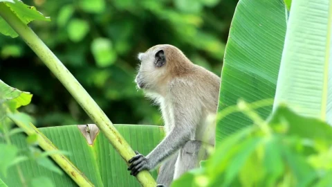 Stock Video Monkey Resting In A Tre Animated Wallpaper - Free Live Wallpaper
