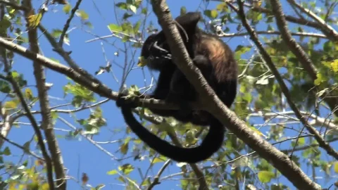 Stock Video Monkey Mother And Bab Animated Wallpaper - Free Live Wallpaper