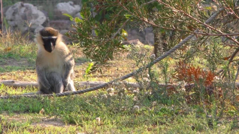 Stock Video Monkey In The Zo Animated Wallpaper - Free Live Wallpaper