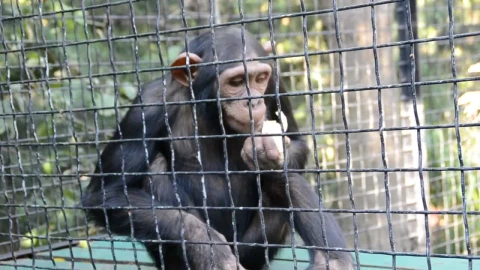 Stock Video Monkey Holding Out A Hand For Foo Animated Wallpaper - Free Live Wallpaper