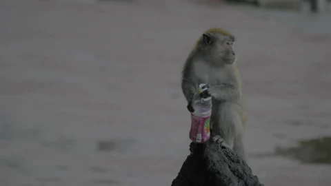 Stock Video Monkey Holding A Plastic Bottle In The Rai Animated Wallpaper - Free Live Wallpaper