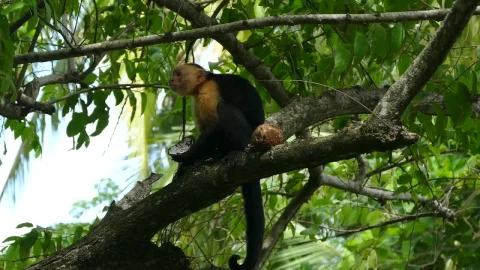 Stock Video Monkey Eating On A Tre Animated Wallpaper - Free Live Wallpaper