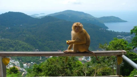 Stock Video Monkey Eating In The Top Of The Hil Animated Wallpaper - Free Live Wallpaper