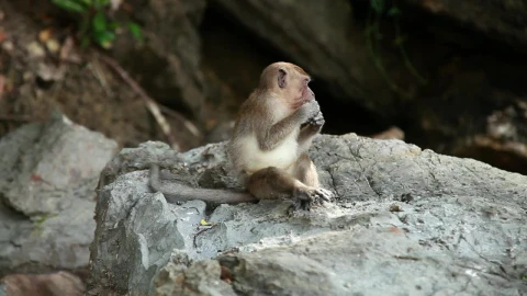 Stock Video Monkey Eating In The Wil Animated Wallpaper - Free Live Wallpaper