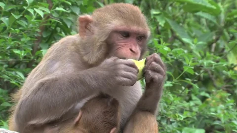 Stock Video Monkey Eating Fruit In The Wil Animated Wallpaper - Free Live Wallpaper