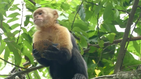 Stock Video Monkey Eating From A Coconu Animated Wallpaper - Free Live Wallpaper