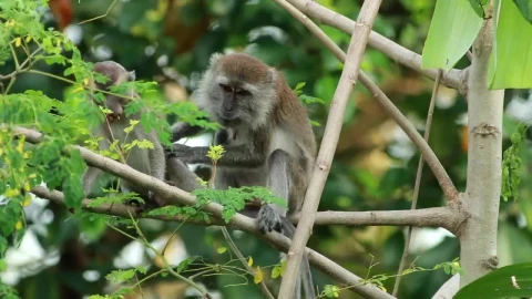 Stock Video Monkey Climbing Down A Tre Animated Wallpaper - Free Live Wallpaper