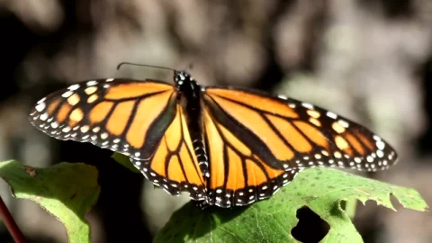 Stock Video Monarch Butterfly Takes Fligh Animated Wallpaper - Free Live Wallpaper