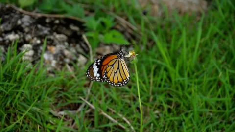 Stock Video Monarch Butterfly Standing On Flowe Animated Wallpaper - Free Live Wallpaper