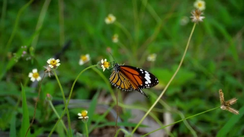 Stock Video Monarch Butterfly Standing In A Flowe Animated Wallpaper - Free Live Wallpaper