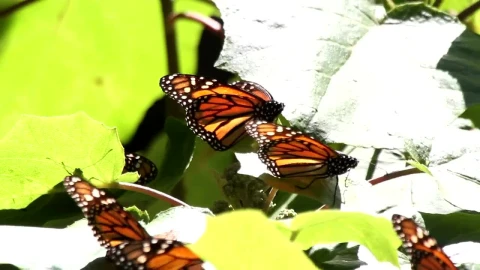 Stock Video Monarch Butterflies On Leave Animated Wallpaper - Free Live Wallpaper