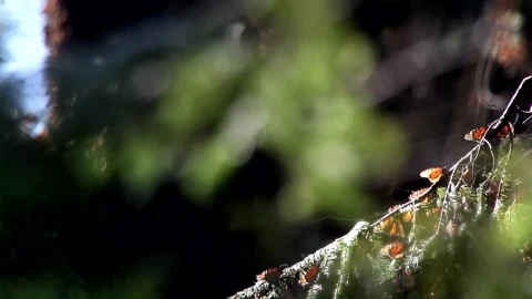 Stock Video Monarch Butterflies In Their Habita Animated Wallpaper - Free Live Wallpaper