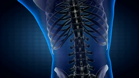 Stock Video Model Of The Human Bod Animated Wallpaper - Free Live Wallpaper