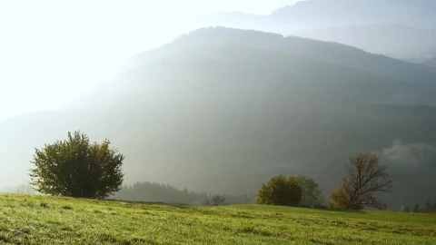 Stock Video Misty Morning In The Top Of The Hil Animated Wallpaper - Free Live Wallpaper