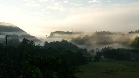 Stock Video Misty Hills And Rice Field Animated Wallpaper - Free Live Wallpaper