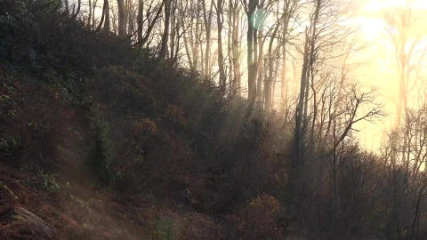 Stock Video Mistery Forest At Daw Animated Wallpaper - Free Live Wallpaper