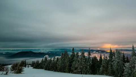 Stock Video Mist Storm In The Winter Fores Animated Wallpaper - Free Live Wallpaper