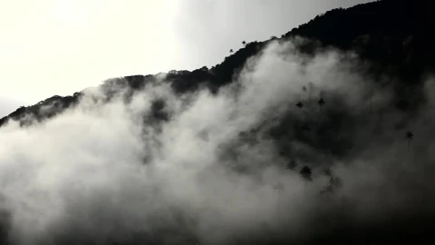 Stock Video Mist Over The Flora Of A Mountai Animated Wallpaper - Free Live Wallpaper