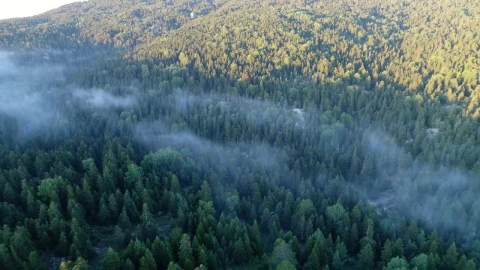 Stock Video Mist Hanging Over A Fores Animated Wallpaper - Free Live Wallpaper